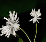 Mountain meadow-rue